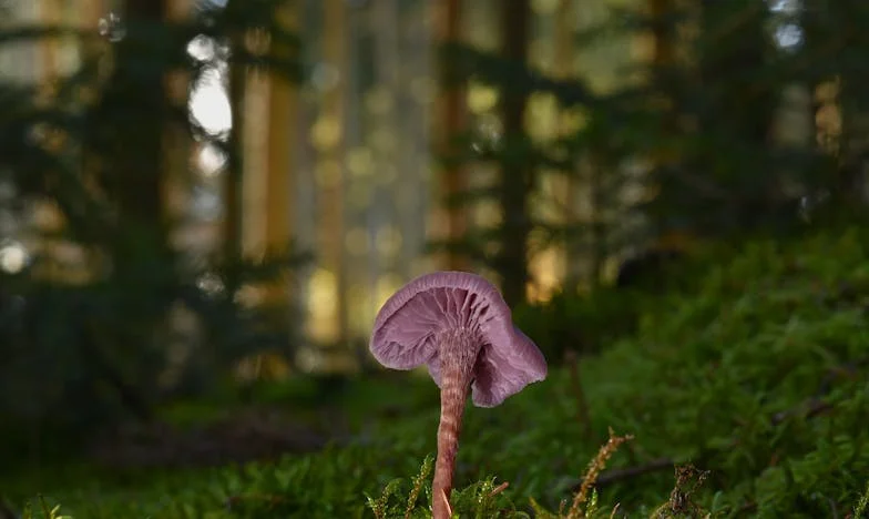 Entre el amor y el silencio: La historia de una madre y su hijo separados por los celos familiares