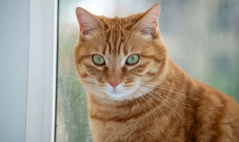 Entre el Silencio y la Esperanza: Mi Camino a Través de la Fe y la Familia