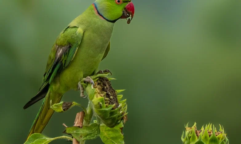 La fe de un padre: El viaje de Julián entre la desesperanza y la esperanza