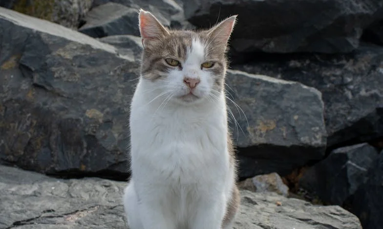 La llave que abre todo menos la confianza: El día que encontré a mi suegra en mi armario