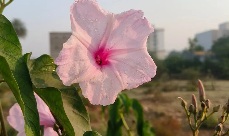 La Sombra de Mi Suegra: Un Almuerzo de Domingo que Cambió Todo