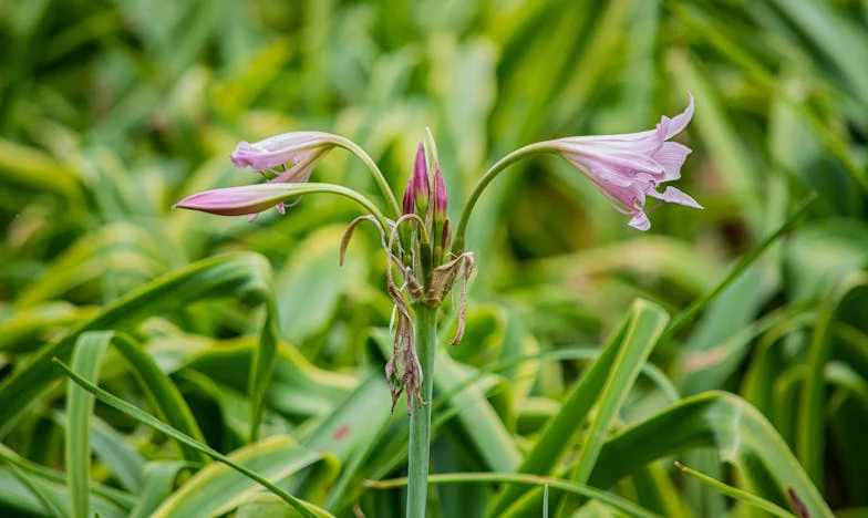La Venganza de la Suegra: "Tus Lentes Están Sucios, Hasta Nuestros Cerdos del Pueblo Son Más Limpios" – Cómo Una Frase Cambió Mi Vida