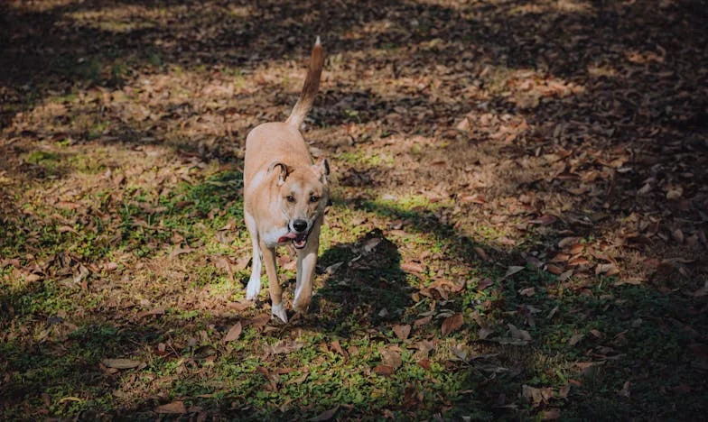 No Compramos la Casa para Ellos: Cuando la Familia Invade Tu Hogar