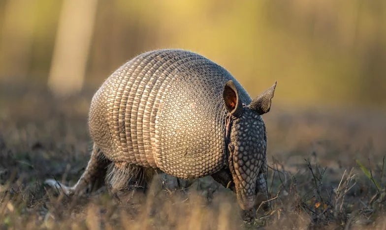 Cuando el Silencio Grita – La Confesión de una Abuela
