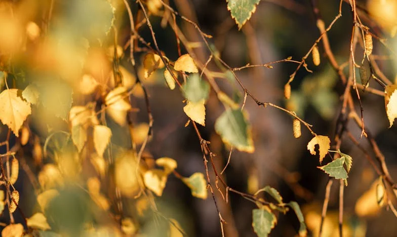Cuando mi suegra me echó de casa – Una historia de confianza, familia y pérdida