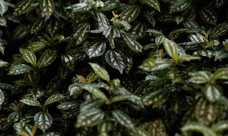 Cuando mi suegra tomó nuestra casa: una batalla por mi espacio y mi familia