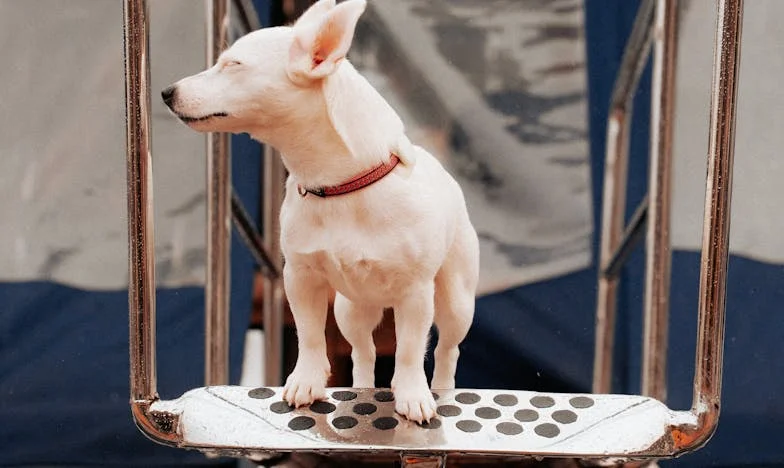 El niño de cabellos de plata: Mi lucha por el amor y la aceptación de mi hijo