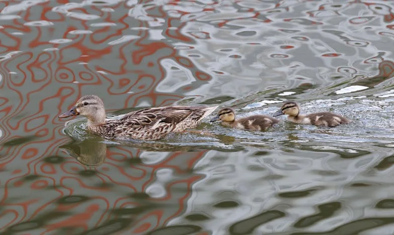 El préstamo que me rompió el alma: la verdad detrás de la urgencia de mi papá