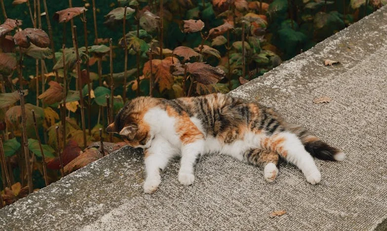 El silencio de los domingos: secretos entre paredes