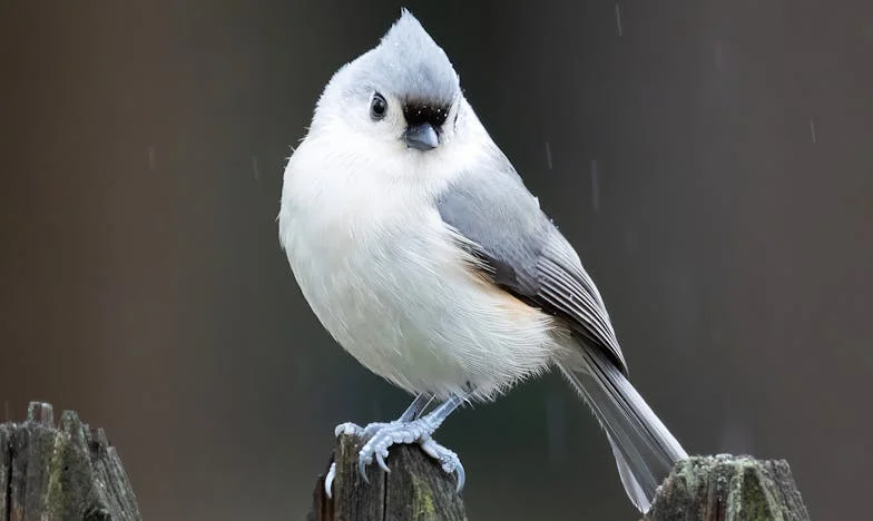El susurro de Emiliano: Lo que escuché en el ataúd de mi madre