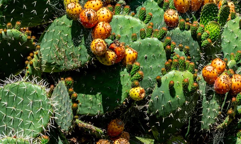 Entre el amor y la sangre: ¿puede sanar una familia rota?