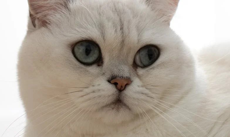 Entre la culpa y el anhelo: Mi vida bajo la sombra de mi familia