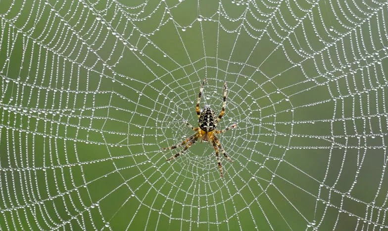 Entre oraciones y lágrimas: Sobrevivir bajo el mismo techo con mi suegra