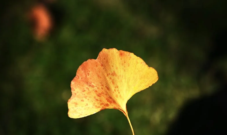 Entre platos rotos y corazones heridos: La historia de una madre mexicana