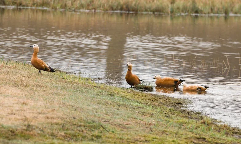 La Sombra del Pasado: Voces de un Pueblo Olvidado