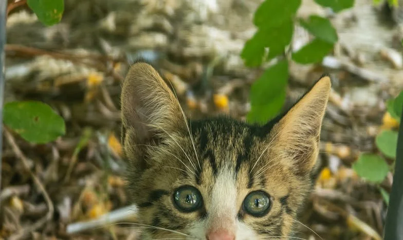 Ya No Puedo Más: El Peso de Sostener a Mi Familia
