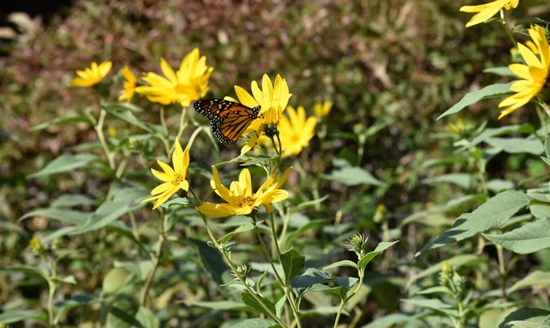 Boleto sin regreso: La historia de Zulema y su hija Sofía