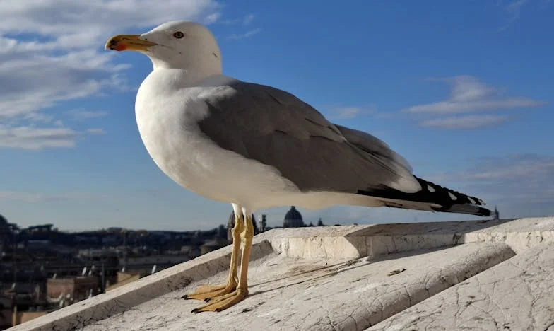 El eco de los gritos: una madre entre la culpa y el amor