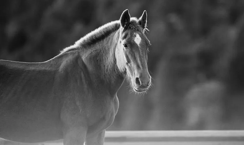 Eres solo una sombra cuando ya no eres útil