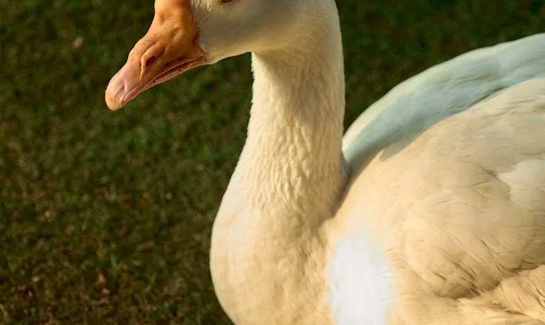 Quince minutos de silencio: ¿Dónde termina el cuidado y comienza la culpa?