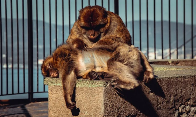 Sin despedida: Soledad, traición y renacimiento en el corazón de México