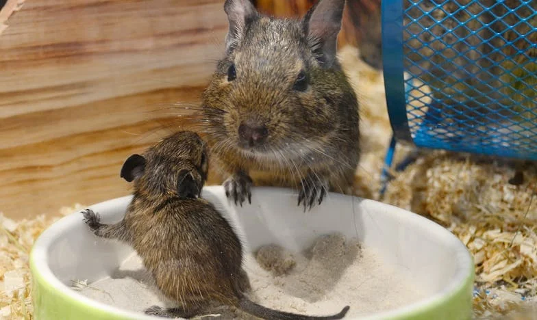 Desayuno con mi suegra: Cómo encontré la libertad en medio del conflicto