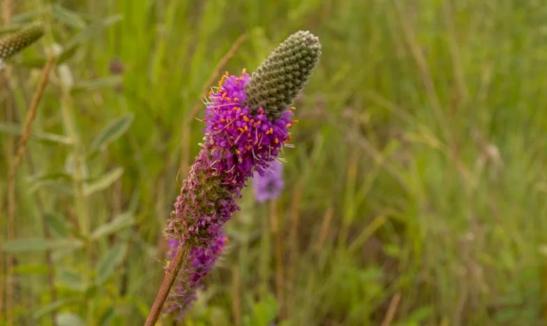 La boda de mi exmarido: el día que la venganza se volvió redención