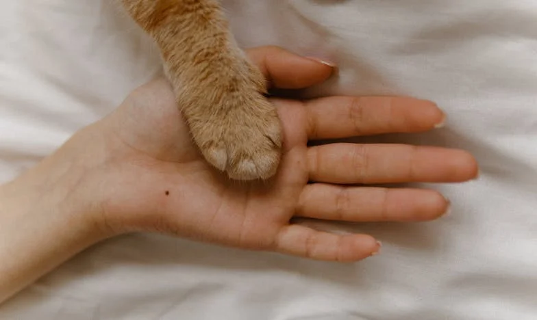 El día que mi cuñado me buscó: secretos bajo las cenizas