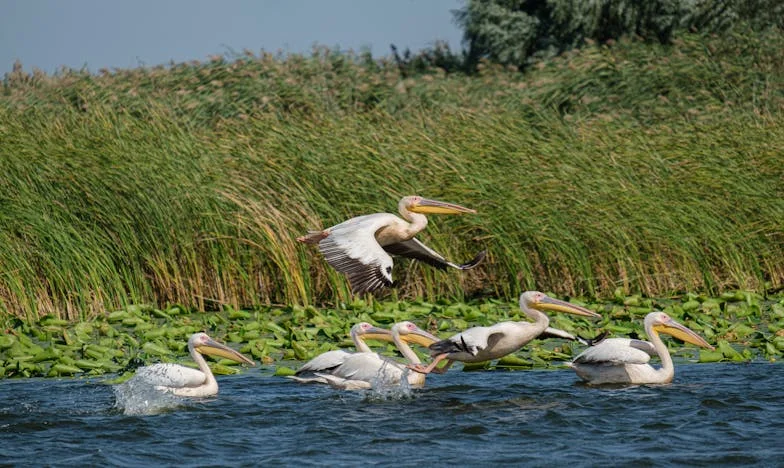 El poder de un vestido de segunda mano