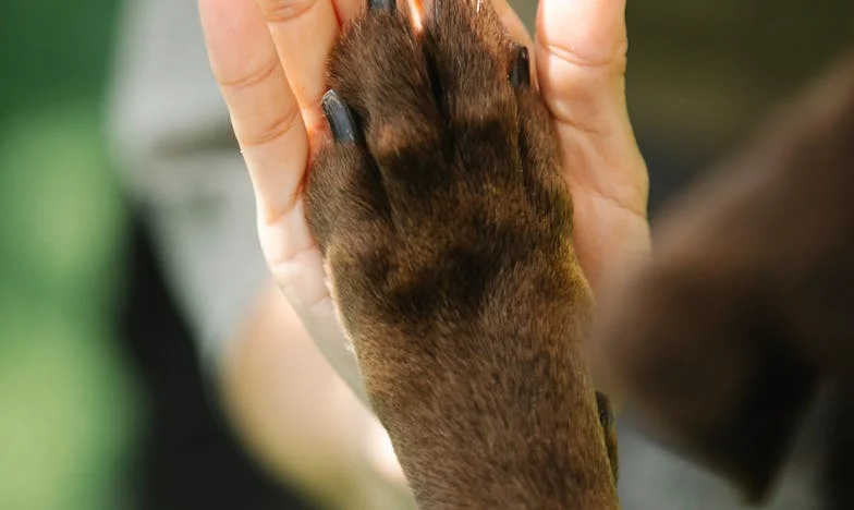 La casita al borde del monte: Una herencia envenenada
