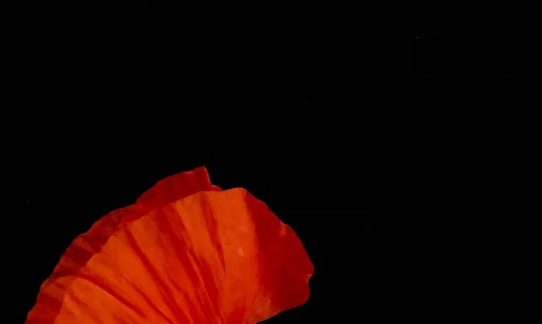 La Nueva Esposa de Mi Hijo: La Sombra que Rompió Nuestra Familia