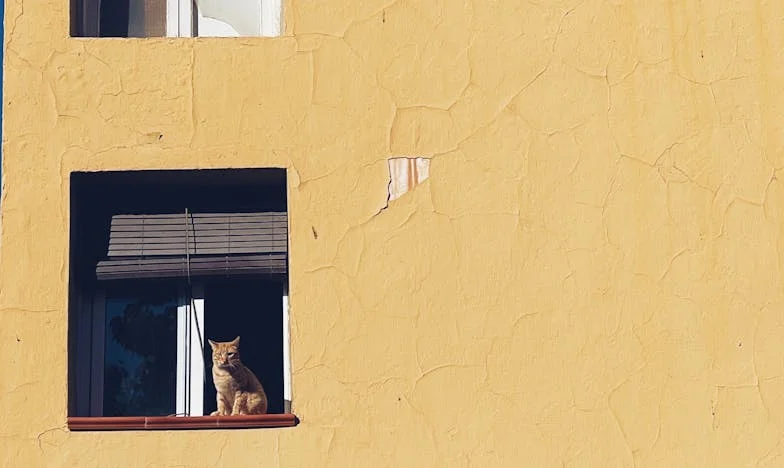 Cuando llegué a casa, Tomás ya no estaba — La historia de un chico sevillano que tuvo que elegir entre su gato y el amor tóxico