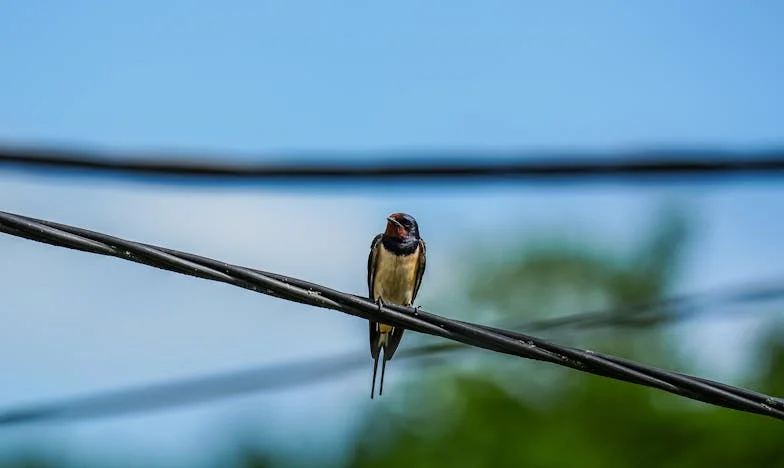 Entre o Passado e o Atlântico: O Preço de um Recomeço