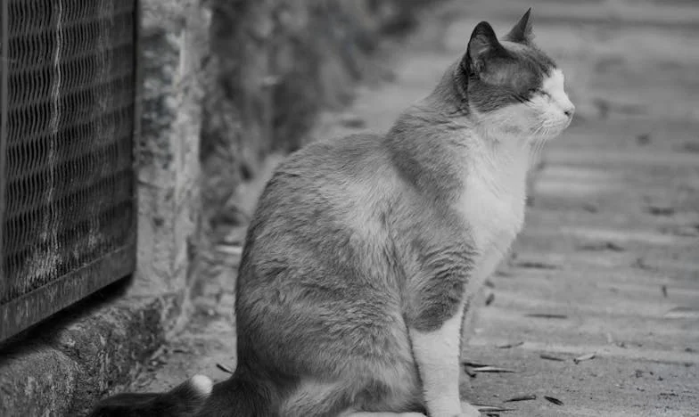 Mãe, Preciso de Ti Agora: Quando o Amor se Torna Peso