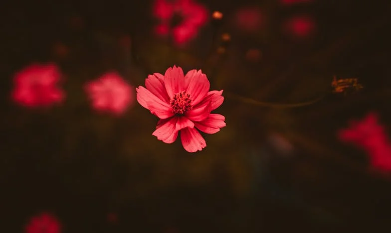Entre o Amor e o Silêncio: Como Me Perdi ao Tentar Salvar a Felicidade do Meu Filho