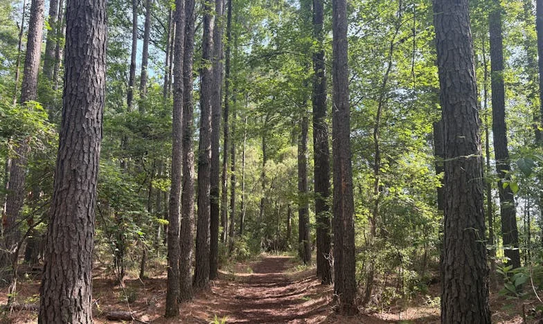 A Sombra do Meu Pai: Entre o Perdão e o Limite