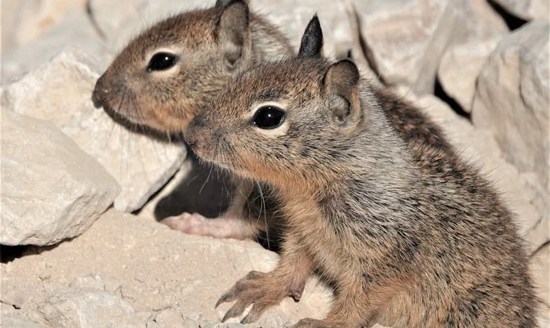 Casei-me aos Sessenta: Entre o Sonho e o Desencanto