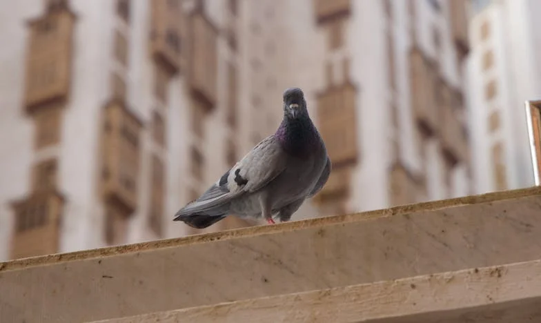 Depois do Divórcio, Nunca Mais... Até Aquele Café