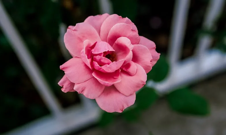 Em vez de "Olá", ouvi: "Sou a esposa do Mário". Esse momento mudou tudo…