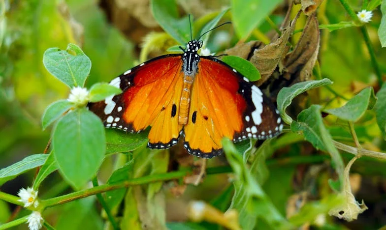 Entre a Fé e o Silêncio: O Meu Caminho para a Paz em Família