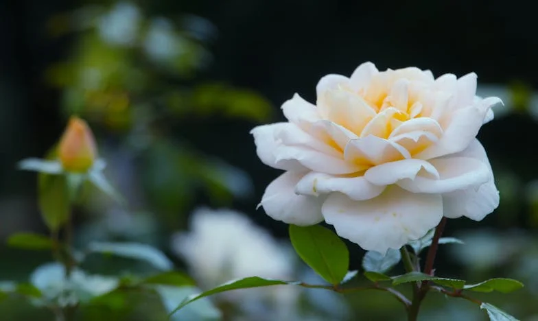 Entre Dois Fogos: Como Me Perdi Entre a Minha Família e as Necessidades da Minha Sogra