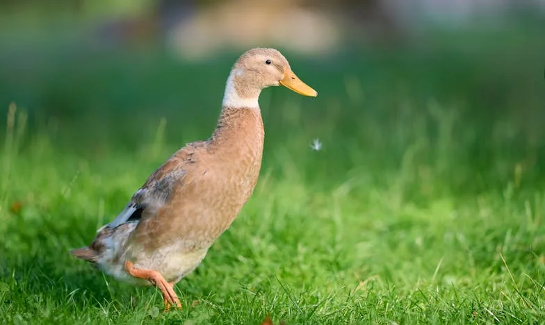 Entre o Amor e o Limite: O Dilema de uma Mãe Tardia