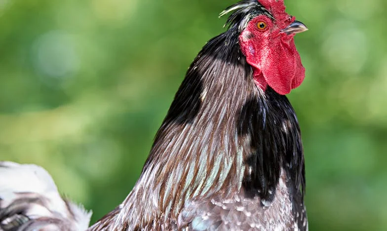 Expulsa Como um Cão – A Minha História de Sobrevivência em Lisboa