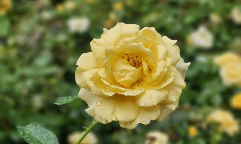 Férias Que Nunca Vieram – Como o Crédito e a Família Destruíram os Meus Sonhos