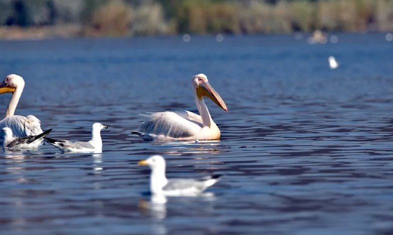 Foge, Maria, antes que seja tarde – A minha história de sobrevivência à violência doméstica