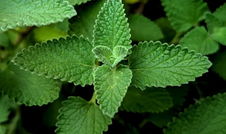 Não faças isso pelo teu filho – A história de Inês de Coimbra