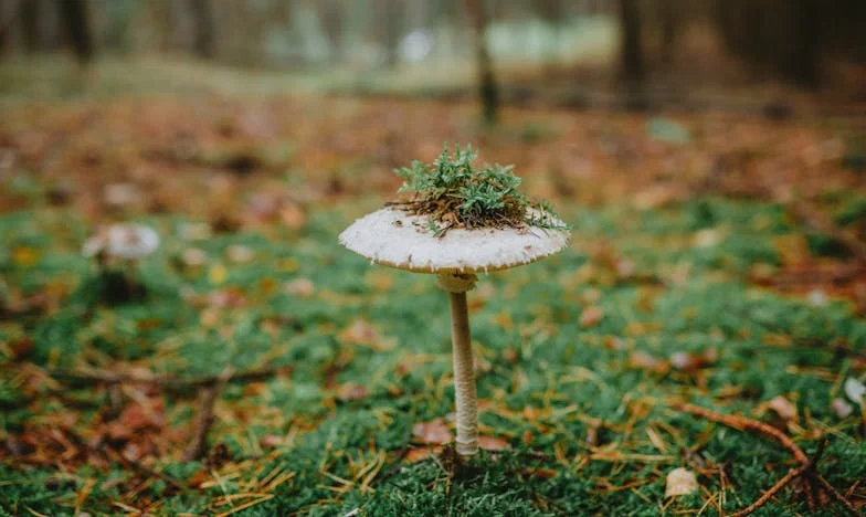 Nora Que Não Pertence: Drama Familiar em Dois Quartos e Uma Cozinha