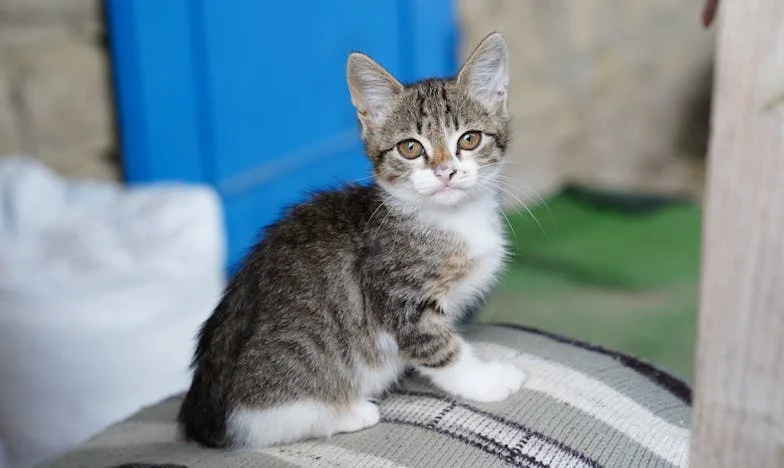 O Verão em que Aprendi a Dizer Não: Entre o Lago e os Laços de Sangue