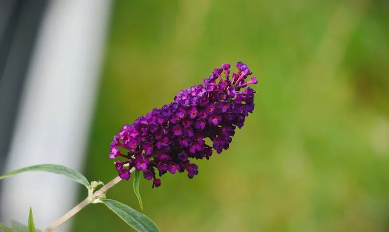 Promessas Quebradas: Entre o Amor de Irmãos e o Peso das Expectativas