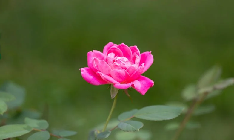 Quando o Amor Não Chega: O Diário de uma Mãe Portuguesa Separada da Filha